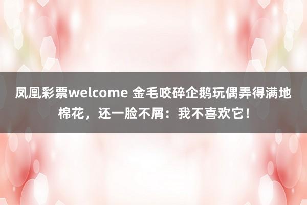 凤凰彩票welcome 金毛咬碎企鹅玩偶弄得满地棉花，还一脸不屑：我不喜欢它！