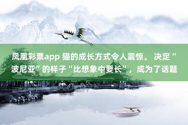 凤凰彩票app 猫的成长方式令人震惊。 决定“波尼亚”的样子“比想象中要长”,成为了话题