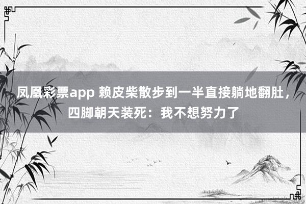 凤凰彩票app 赖皮柴散步到一半直接躺地翻肚，四脚朝天装死：我不想努力了
