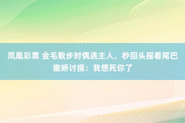 凤凰彩票 金毛散步时偶遇主人，秒回头摇着尾巴撒娇讨摸：我想死你了