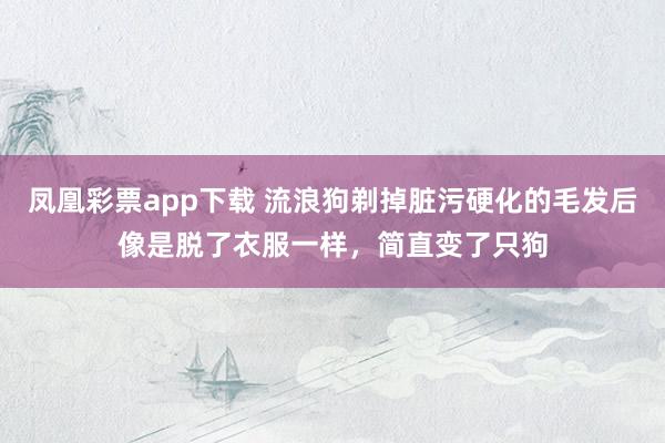 凤凰彩票app下载 流浪狗剃掉脏污硬化的毛发后像是脱了衣服一样，简直变了只狗