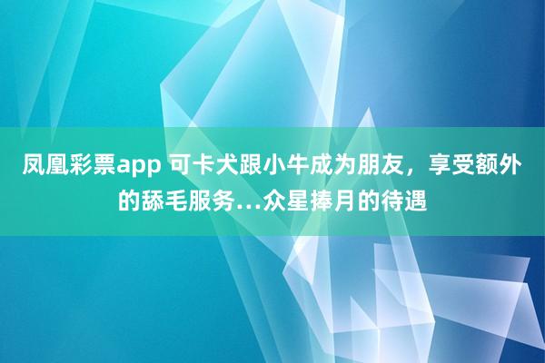 凤凰彩票app 可卡犬跟小牛成为朋友，享受额外的舔毛服务…众星捧月的待遇