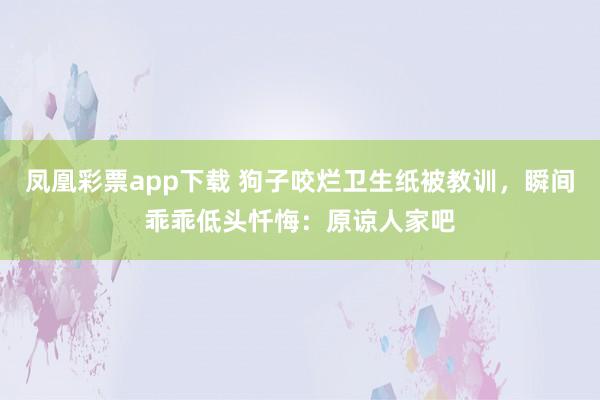 凤凰彩票app下载 狗子咬烂卫生纸被教训，瞬间乖乖低头忏悔：原谅人家吧
