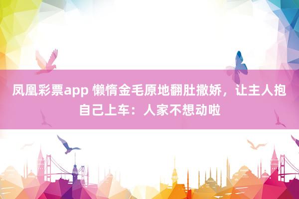 凤凰彩票app 懒惰金毛原地翻肚撒娇，让主人抱自己上车：人家不想动啦