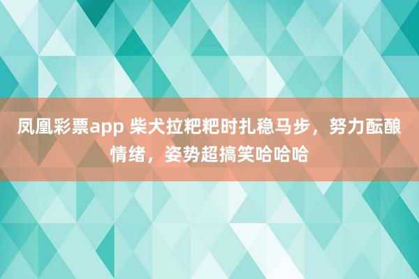 凤凰彩票app 柴犬拉粑粑时扎稳马步，努力酝酿情绪，姿势超搞笑哈哈哈