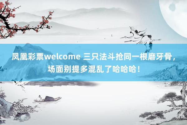 凤凰彩票welcome 三只法斗抢同一根磨牙骨，场面别提多混乱了哈哈哈！