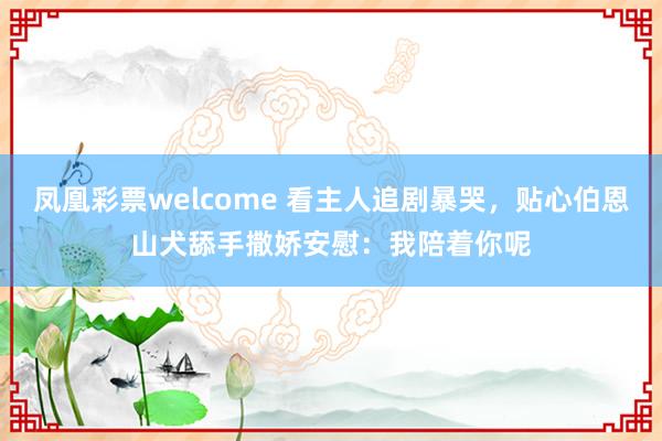 凤凰彩票welcome 看主人追剧暴哭，贴心伯恩山犬舔手撒娇安慰：我陪着你呢