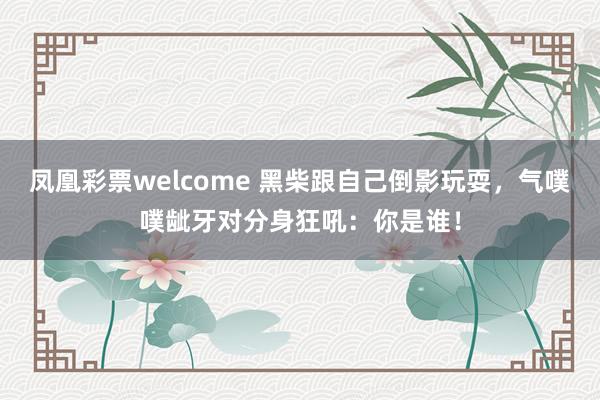 凤凰彩票welcome 黑柴跟自己倒影玩耍，气噗噗龇牙对分身狂吼：你是谁！